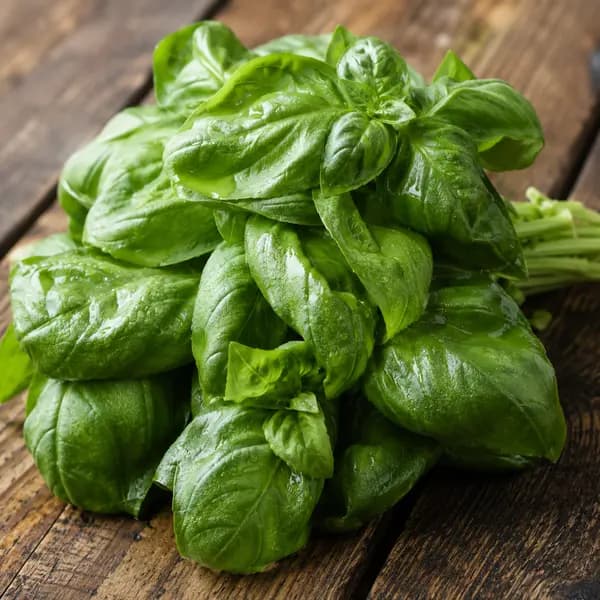 Basilic