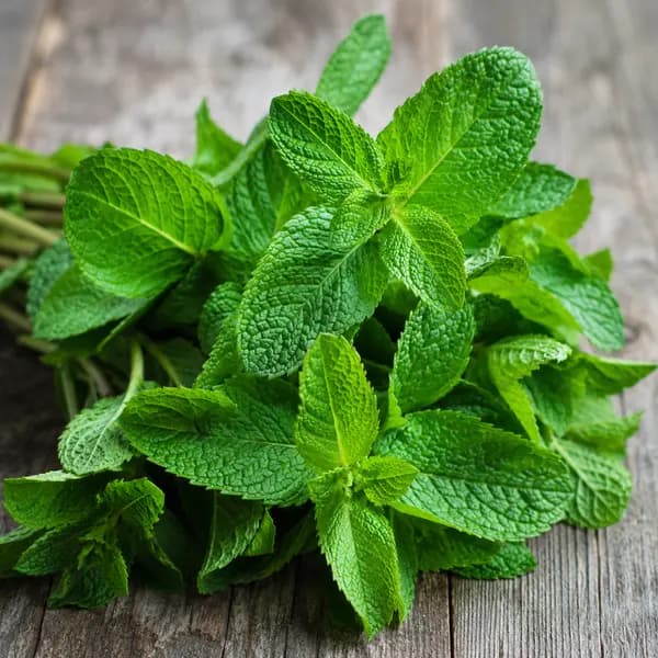 Menthe
