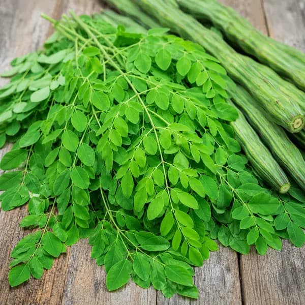 Moringa